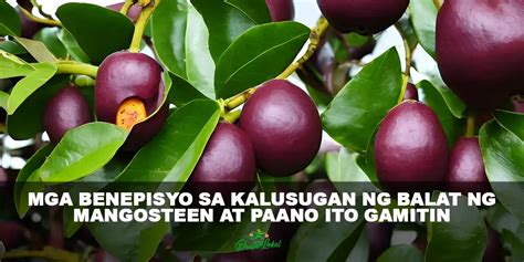 antioxidant in tagalog|Ano ang AntiOxidants at mga benepisyo nito sa ating kalusugan.